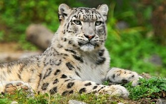 Mac Snow Leopard Desktop Wallpaper Weddingdressin