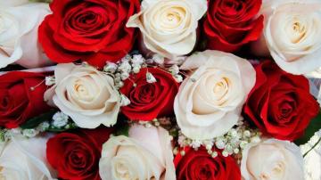 Red And White Roses Wallpaper On
