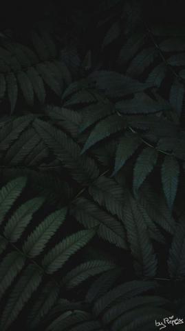 Tropical Jungle iPhone X Wallpaper Preppy