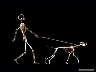 Wallpaper Art X Ray