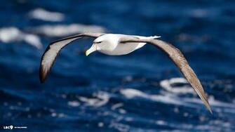 Albatross HD Wallpaper Background Image Id