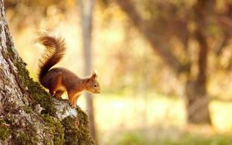 Squirrel HD Desktop Wallpaper