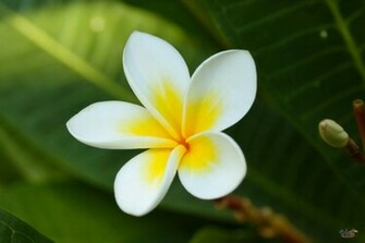 Plumeria Wallpaper