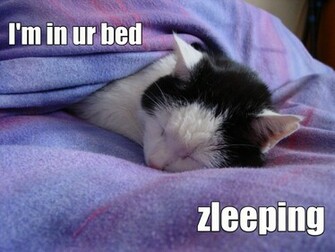 Lolcats Wide Wallpaper