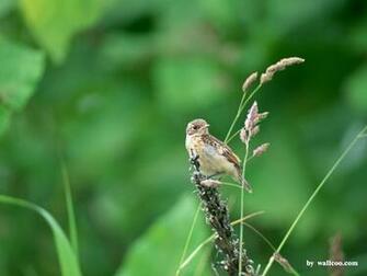 Birds Wallpaper Lovely Bird In Spring Vol No Desktop