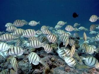 Tropical Fish School Wallpaper Wide HD