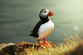 Puffin Wallpaper For Pc Full HD Pictures