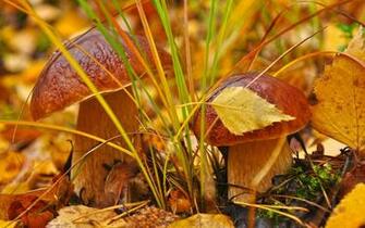 Autumn Lights Picture Harvest Desktop Wallpaper