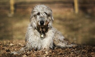 Irish Wolfhound Wallpaper