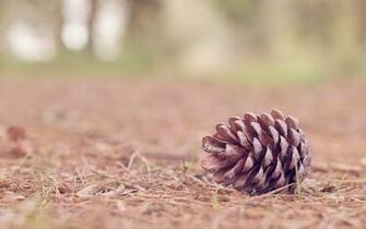 Pine Cone Wallpaper