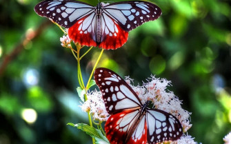 Butterfly Background Wallpaper