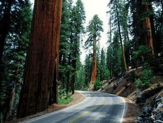 Sequoia National Park Wallpaper Papel De Parede Redwood Road