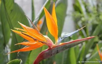 Bird Of Paradise Flower Pictures Crane