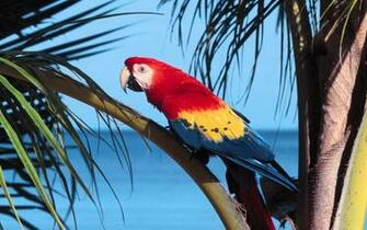 Scarlet Macaw Wallpaper Parrots Animals