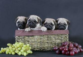 Pug Wallpaper Screensaver Background Cute Puppies
