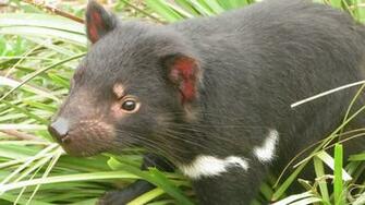 The Tasmanian Devil Wallpaper Comment On This Picture