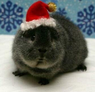 Guinea Pig Christmas Phone Wallpaper By Cassandra45