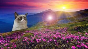 Grumpy Cat Pictures HD Wallpaper