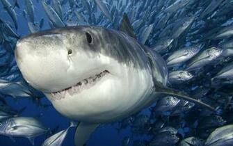 Great White Shark HD Wallpaper Pictures Image