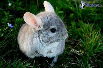 Chinchilla