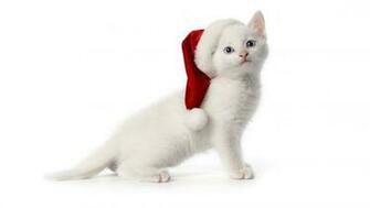 Cute Christmas Cat HD Wallpaper For iPhone