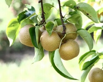 Asian Pears HD Wallpaper Fruits