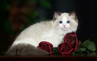 Wallpaper Cat Flowers The Dark Background Kitty Roses Fluffy