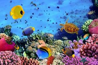 Colonia De Coral Rojo En Egipto Red And Fishes Banco