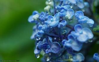 Hydrangea Flower Desktop Wallpaper S Car Pictures
