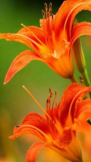 Orange Flowers Wallpaper In Flower
