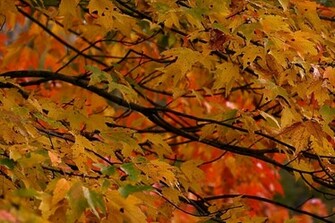 Desktop Wallpaper Fall Colors In HD