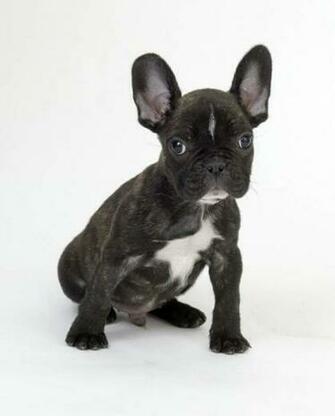 Wallpaper Bulldog French Cutest Puppies