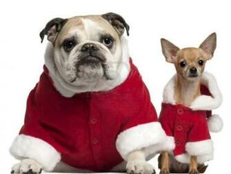 Funny Bull Dog Background Wallpaper
