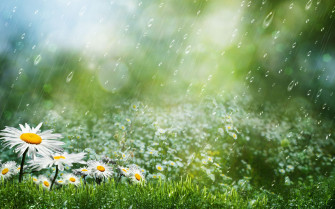 Best Collection Beautiful Rain HD Wallpaper For Desktop