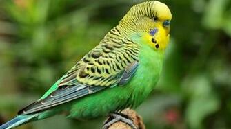 Budgie Melopsittacus Undulatus Bird Nice Green HD