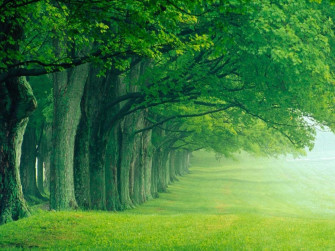 HD Nature Background Wallpaper