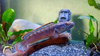 File Channa Sp Redfin Jpg