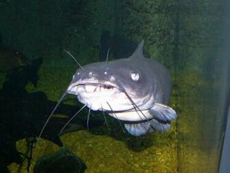 Catfish Wallpaper For Desktop Handpicked S