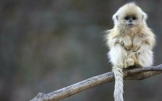 Cute Monkey Wallpaper