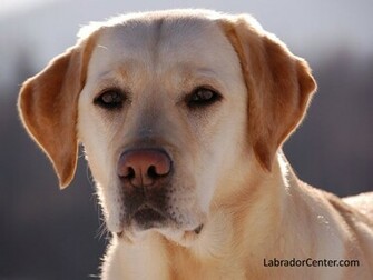 Labrador Retriever Wallpaper Yellow With Grey Background