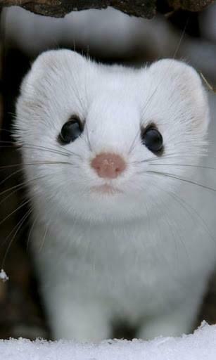 Bigger Weasel HD Live Wallpaper For Android Screenshot