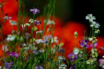 Very Nice Wonderfull Yellow Flower High Resolution Pictures