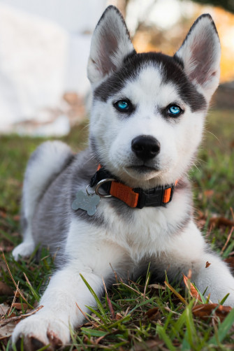 Husky Wallpaper HD Hq