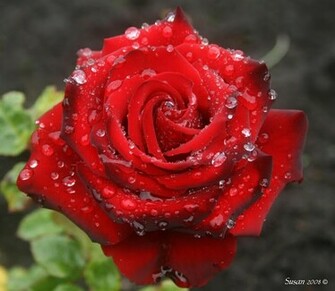 Wallpaper Beautiful Roses