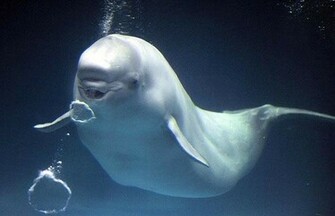 Beluga Whale