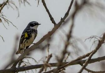 Yellow Rump Warbler By Pistos Caedes Desktop Wallpaper