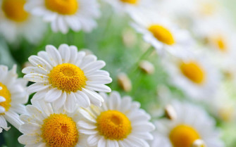 Daisy Aesthetic Computer Wallpaper