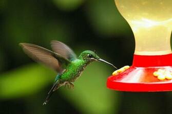Nature Wallpaper New Collection Of Desktop Humming Bird