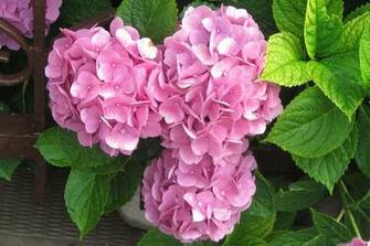 Beautiful Summer Flowers Wallpaper For Desktopphotography Heat