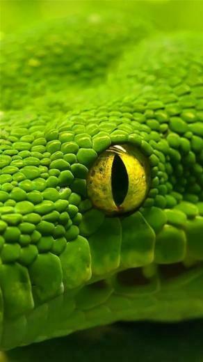 Reptile Eye Wallpaper Lg G4